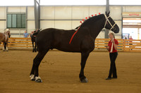 Sr. Youth Showmanship