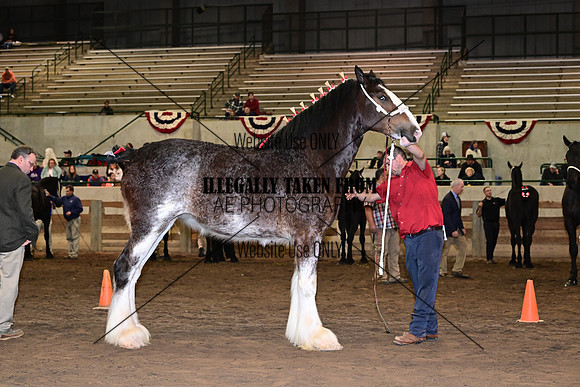 ASH_8037