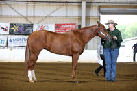 25. Amateur Aged Mares