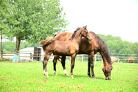 AJB_4784