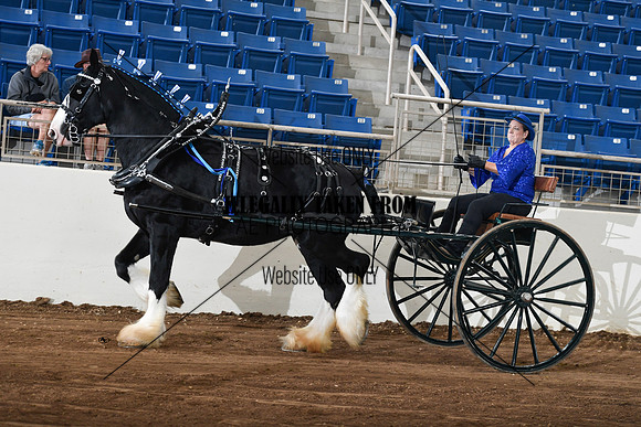 Shires_4756