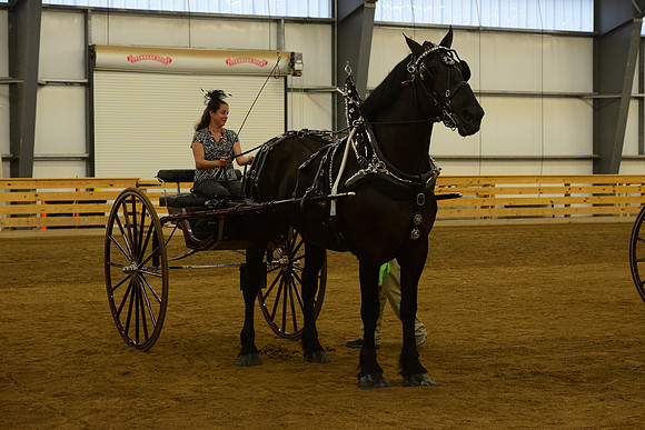 Ladies Cart_Percheron-21