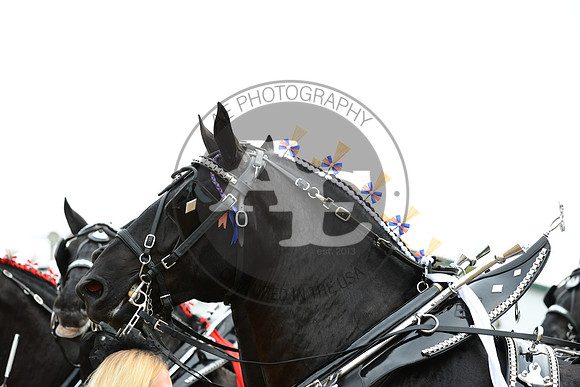 AJE_9995