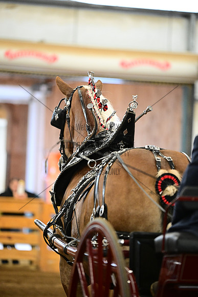AJB_6865