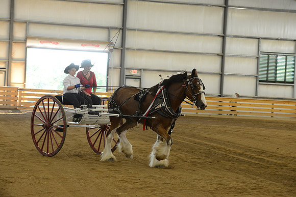 Men’s Cart_Clydesdales-6