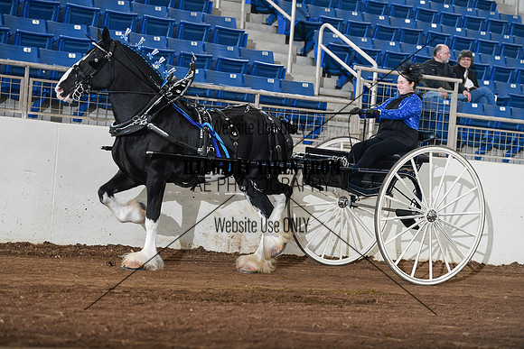 Shires_4754