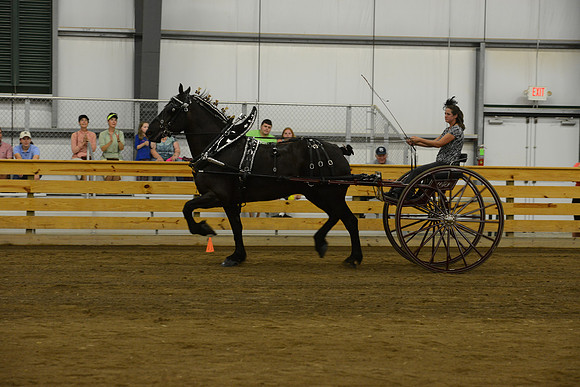 Ladies Cart_Percheron-31