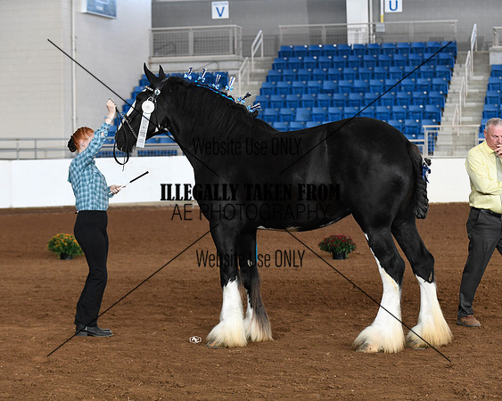 shires_5692