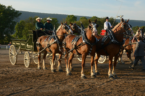 Four Horse Hitch_Amateur_youth-12