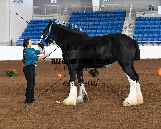 Shire_5671