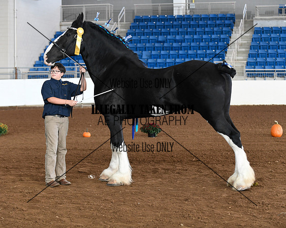 shire_5663