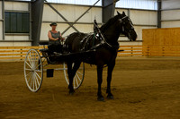 Ladies Cart_Percheron-16
