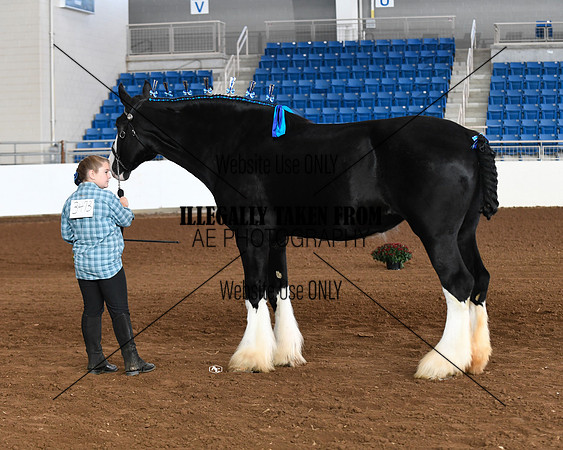 shires_5683
