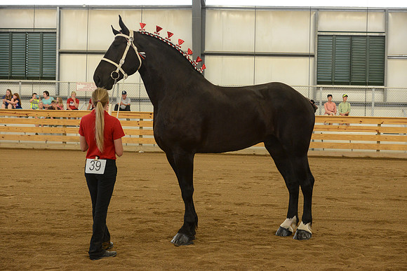 Halter-33