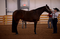 208. Level 1 Amateur 3 Year Old Mares