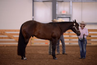 218. Level 1 Amateur 3 Year Old Geldings