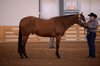 219. Level 1 Amateur Aged Geldings