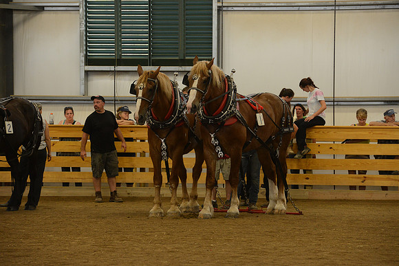 Farm Team-34