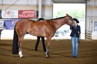 30. 2 Year old geldings