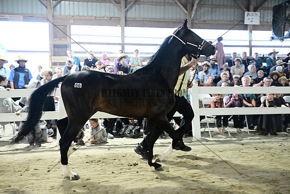 AJB_0739