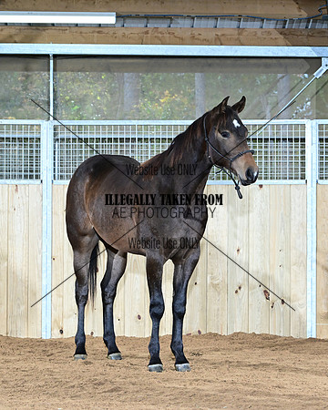 willow_0834