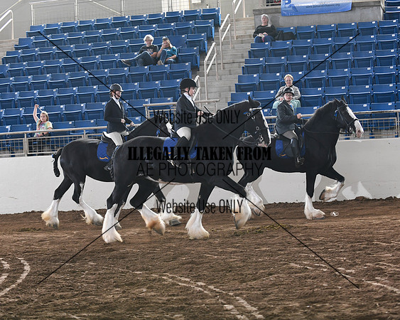 shires_6343