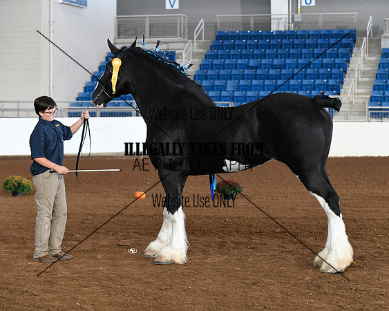 shire_5662