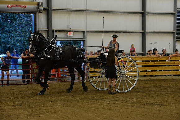 Ladies Cart_Percheron-26