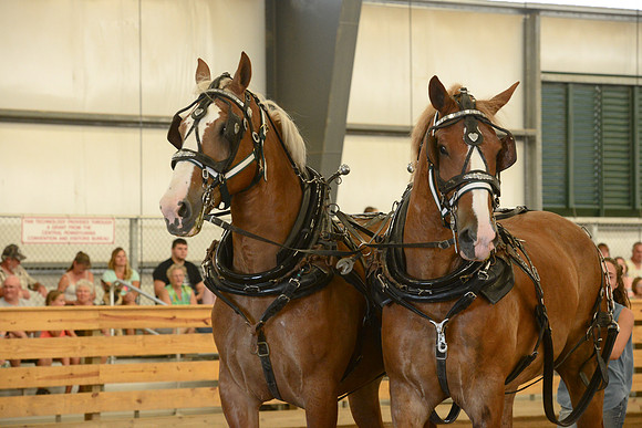 Draft Horse Feed Scurry Race-3