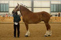Sr. Youth Showmanship-16