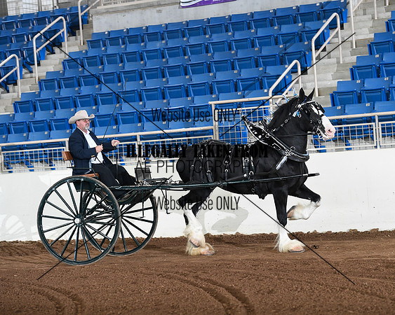 Shires_3573