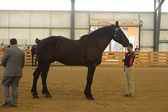 Sr. Youth Showmanship-13
