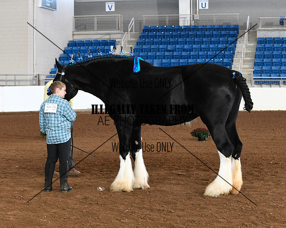 shires_5682