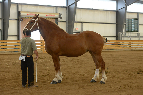 Halter-57