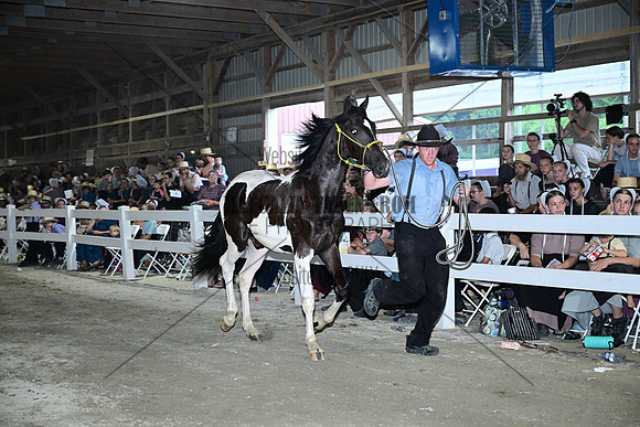 AJB_0779