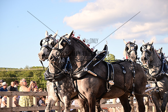 AJB_8874
