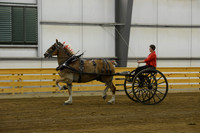Ladies Cart_Belgians-1