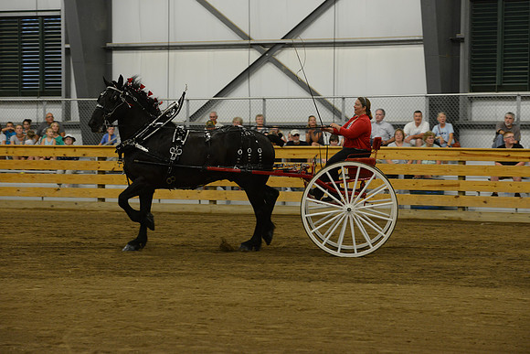 Ladies Cart_Percheron-29