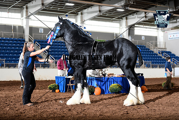 Shire Stallion-Royal Knight Shires
