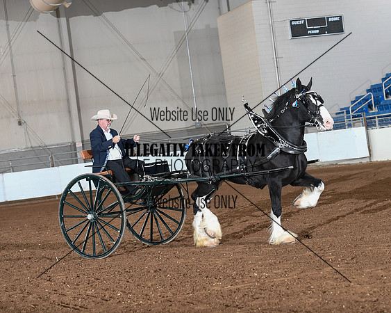 Shires_3557