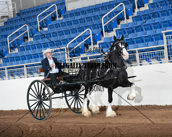 Shires_3566