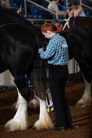 Shires_5296