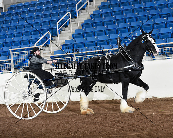 Shires_3569
