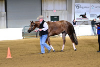 2 Year Old Geldings