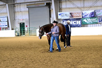 Amateur Aged Geldings