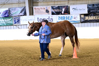 Amatuer Three Year Old Geldings