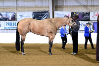 Grand and Reserve Mares