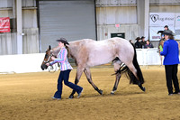 Youth Aged Geldings