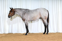 ChipL_6465