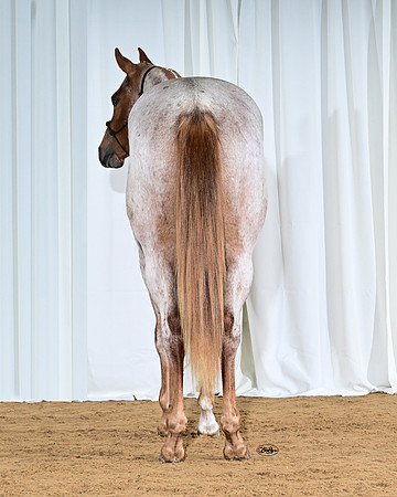 PinellaRear_6546